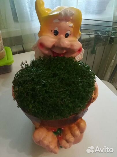 Солейролия