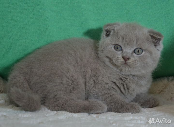 Вислоухие котята