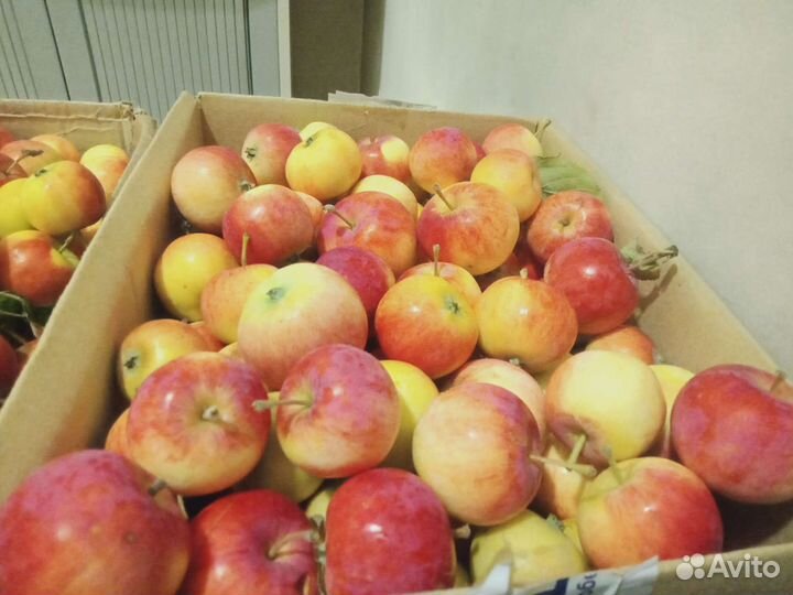 Яблоки. Свежий урожай