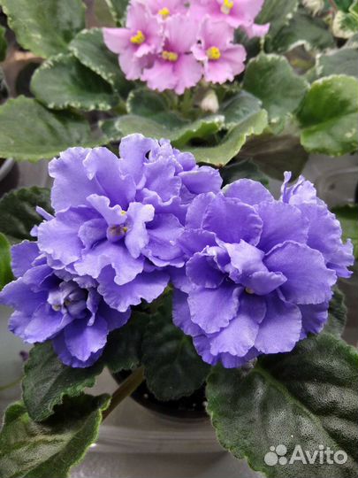 Фиалки (черенки)