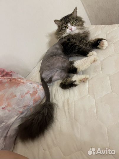 Котик 8-9 месяцев. Был нацден на перекркске ленина