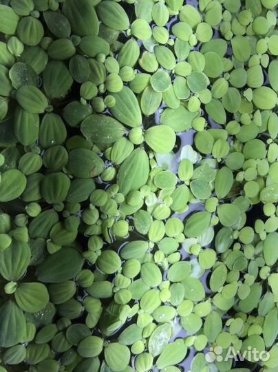 Водоросли для аквариума-пистия