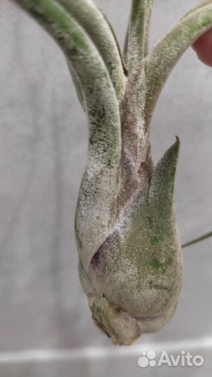 Тилландсия атмосферная Сарut Меdusа