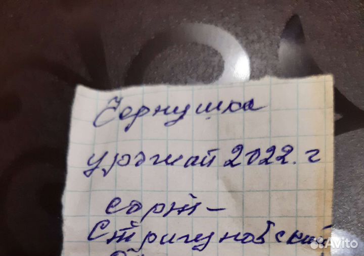 Семена лука чернушка