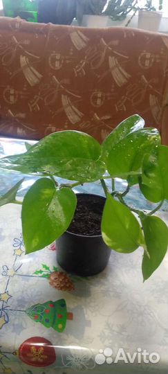 Сциндапсус вариегатный