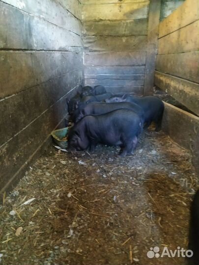 Вьетнамские вислобрюхие поросята