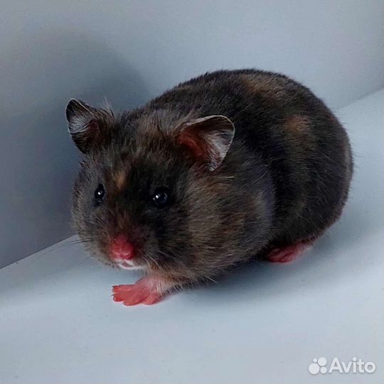 Сирийские хомячки 8 девочек