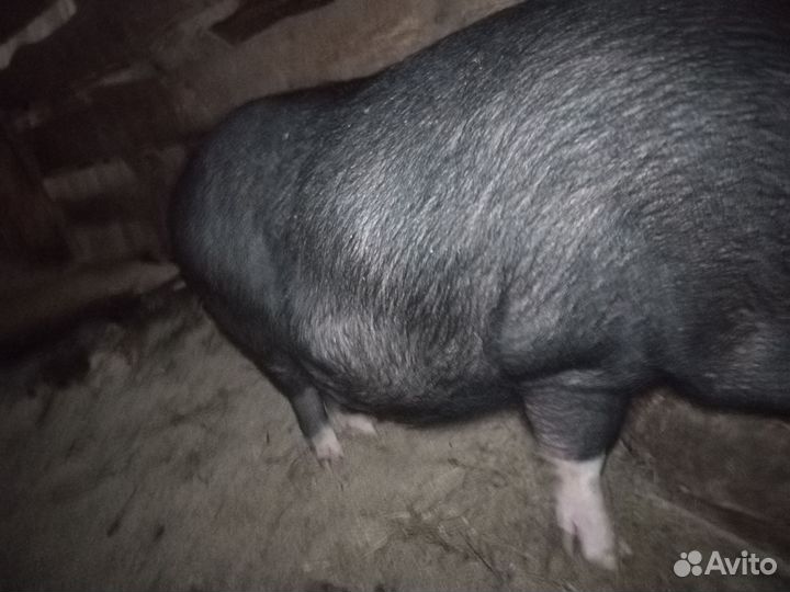 Вьетнамская вислобрюхая свиноматка