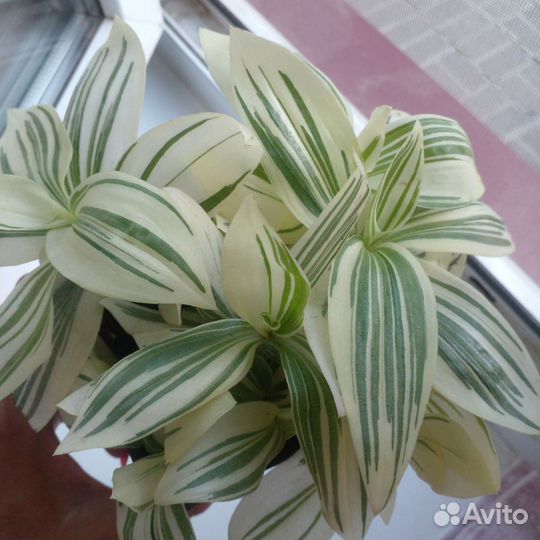 Традесканция белая