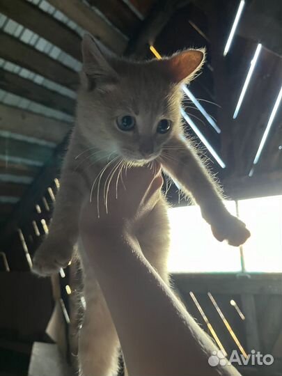 Отдам в добрые руки котята