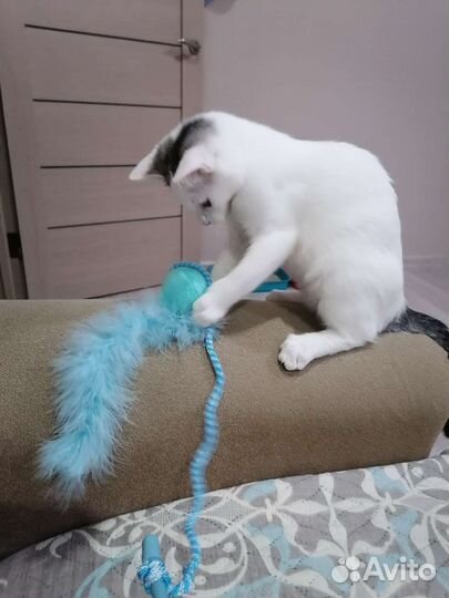 Отдам будущую мышеловку