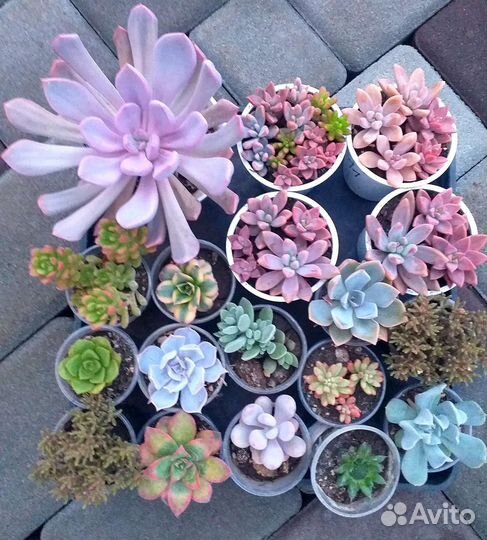Суккуленты домашние