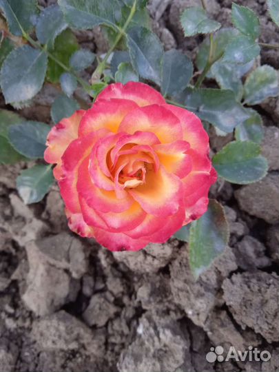 Розы, саженцы