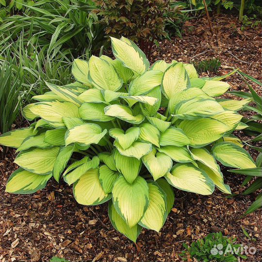 Хоста Голд стандарт