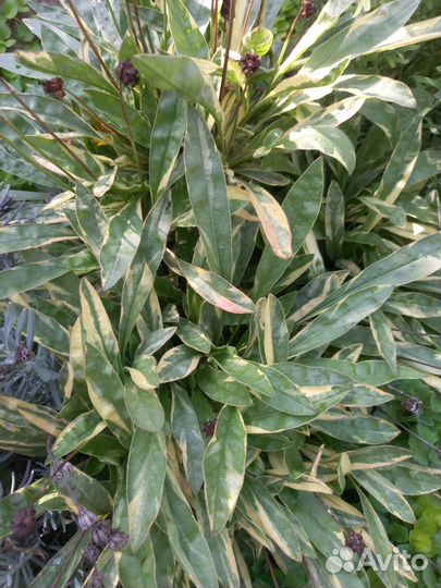 Садовые многолетки