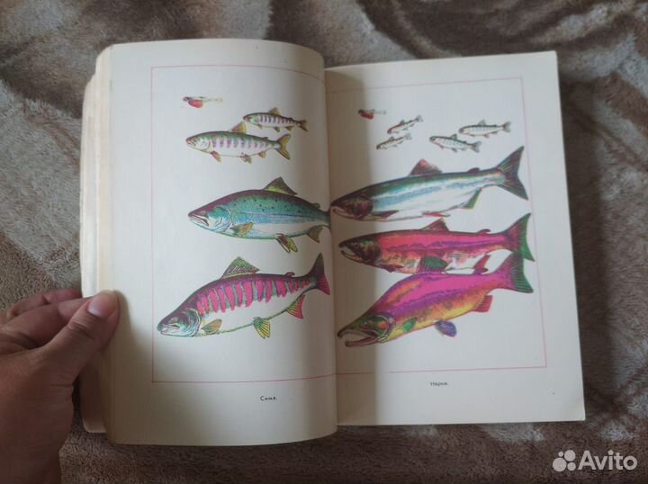 Рухлов Жизнь тихоокеанских лососей 1982 Дальневост