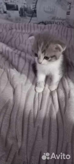 Шотландские вислоухие котята