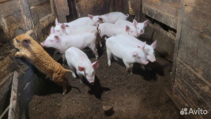 Поросята