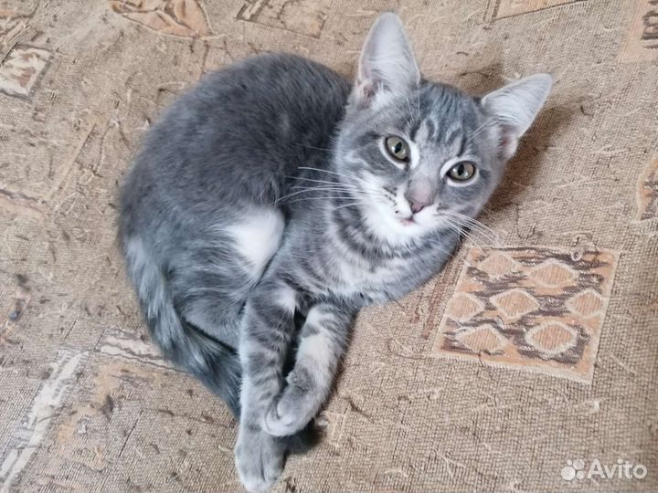 Котенок в добрые руки