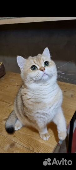 Молодая британская кошечка