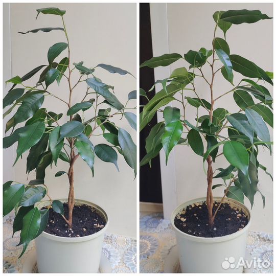 Фикус Бенджамина