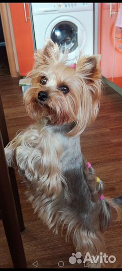 Йоркширский терьер