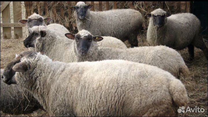 Свежее мясо баранины