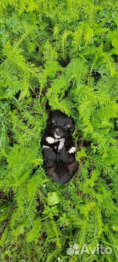 Щенки маленькой собачки