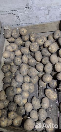 Семенной картофель