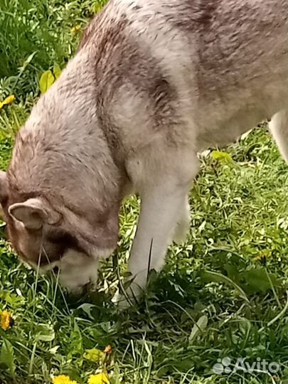 Найдена собака хаски с щенками