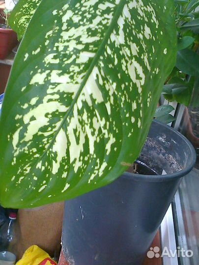 Диффенбахия