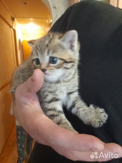 Британская