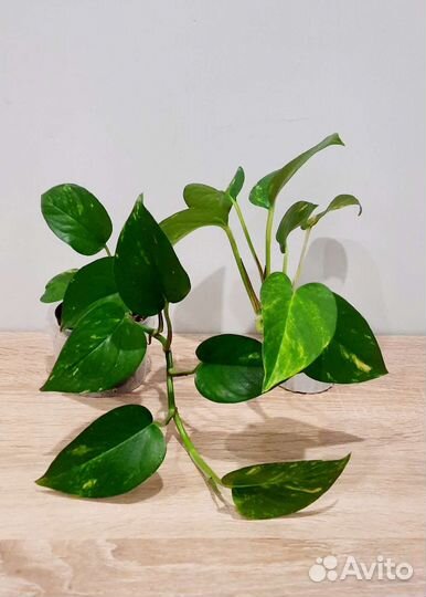 Сциндапсус золотистый