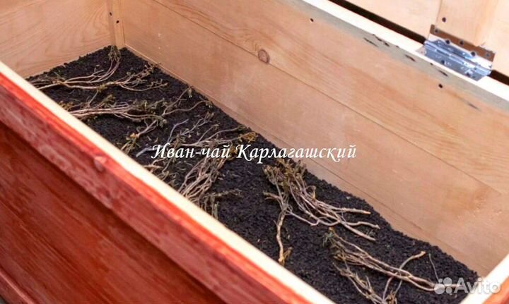 Иван-чай гранулированный ферментирован в бересте