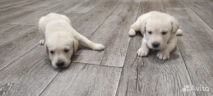 Щенки лабрадора