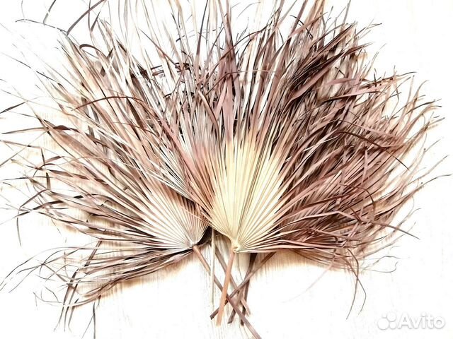 Листья пальмы