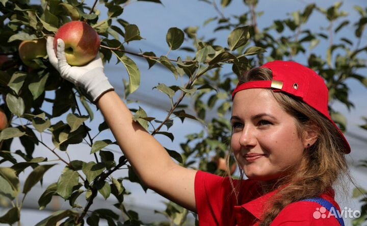 Работа по сборке яблок