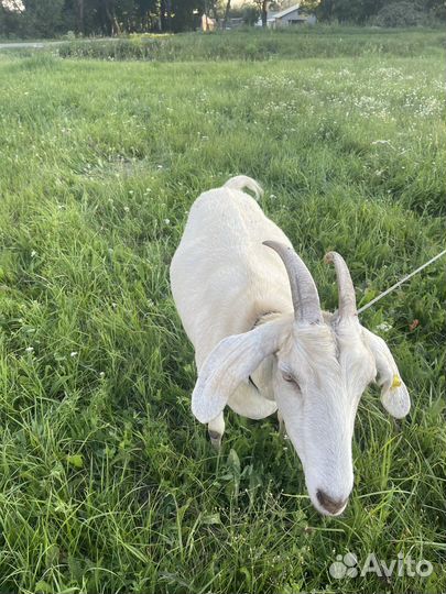 Нубийские козы