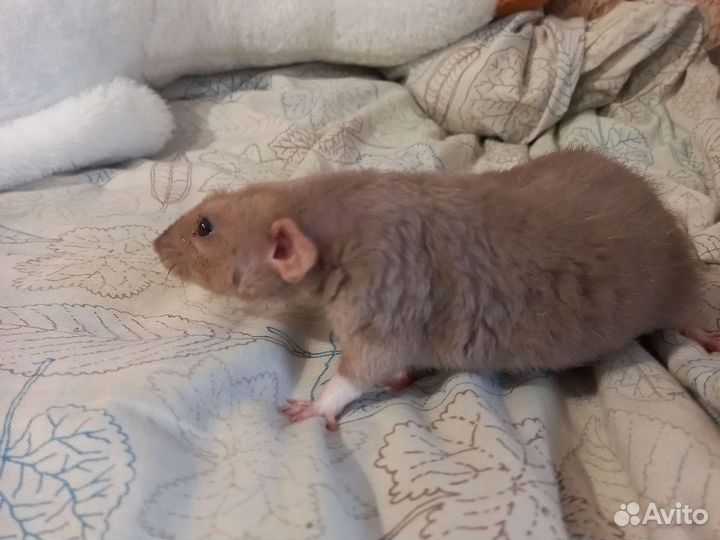 Передержка домашних животных