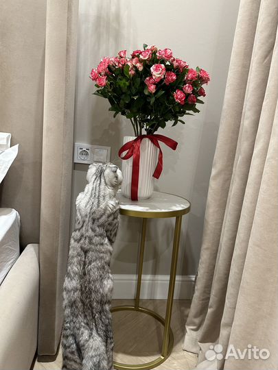 Шотландский вислоухий кот на вязку