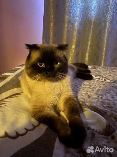 Шотландский кот вязка