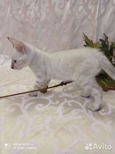 Бенгальский снежный мальчик