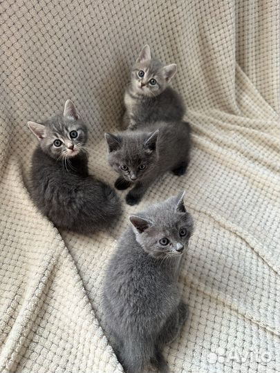 Полубританские котята