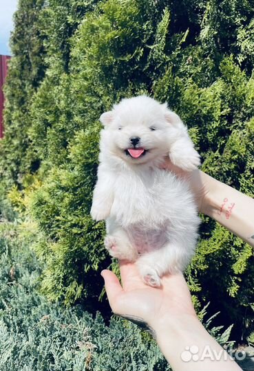 Щенки шпица