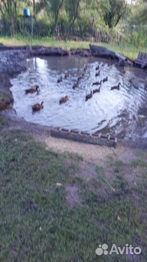 Утка кряковуха