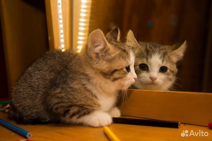 Котенок в добрые руки