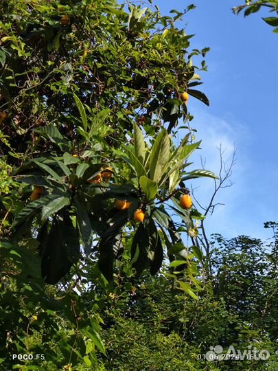 Саженец мушмулы