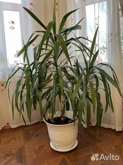 Юкка, пальма, офисное растение