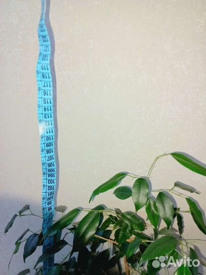 Фикус бенджамина большой