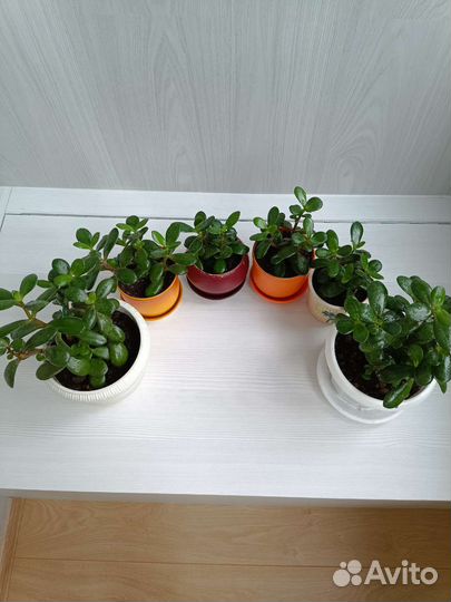 Денежное дерево толстянка